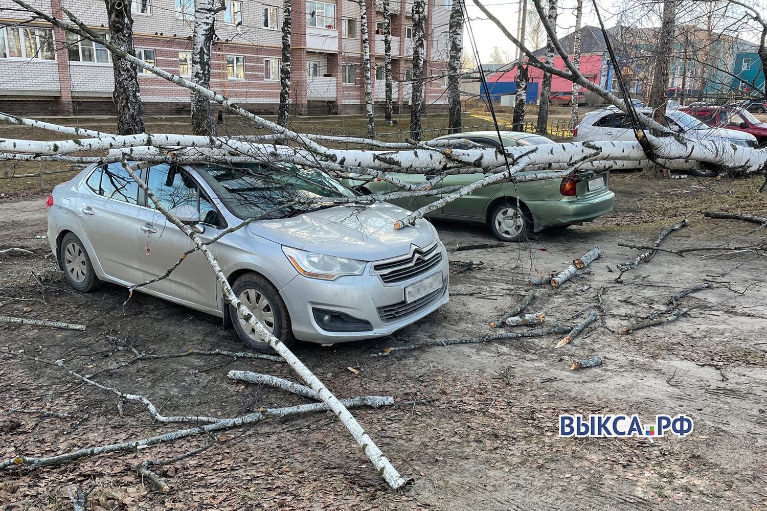 Рухнувшая от ветра берёза придавила два автомобиля